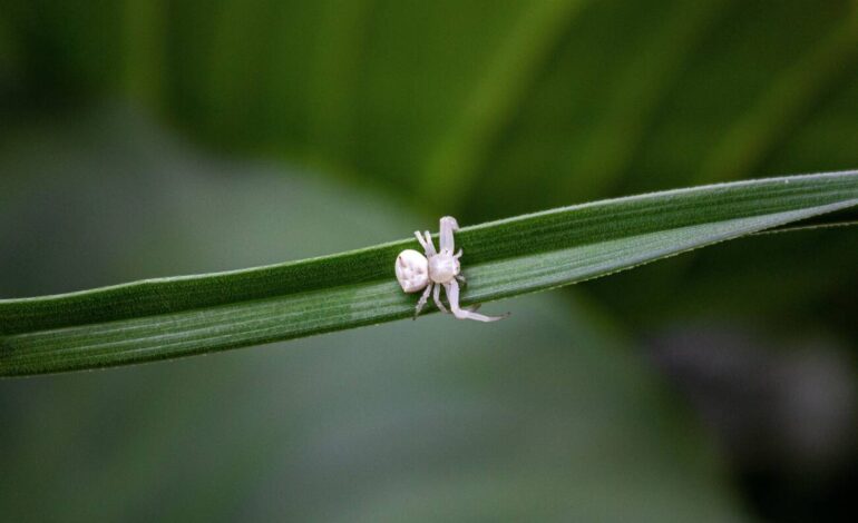 Small White Spider: Everything You Need to Know