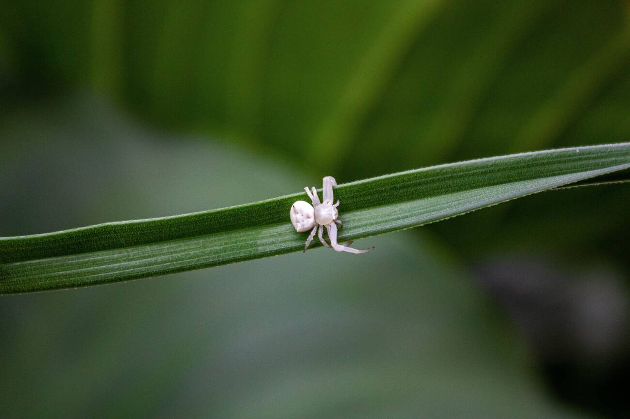 Small White Spider: Everything You Need to Know
