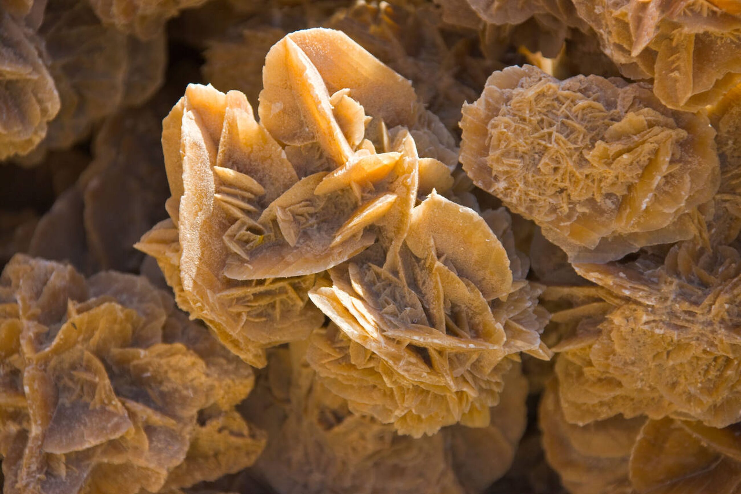 Sahara Desert Rose: From the Sands to Your Hands – A Buyer’s Guide